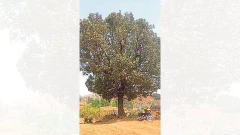 farmers climb on trees to cut down raw mangoes