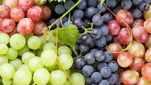 Latur Two thousand one hundred tons grapes exported in Europe