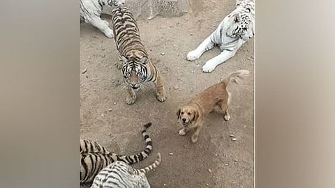 dog in tigers