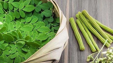 औषधी गुणधर्म असणारी शेवग्याची भाजी वर्षभर 'खा', विकारांवर उपयोगी