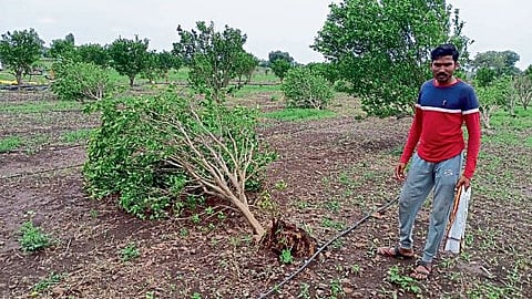 Akola Ruikhed heavy rain crop Damage