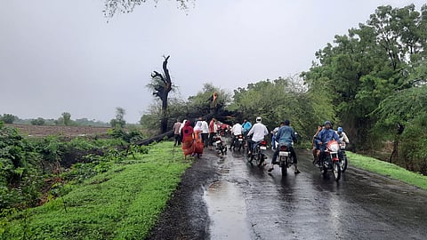 collapse tree on Brahmanpade road