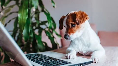 If your dog could use Google