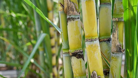Sugercane Crop News