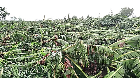Rain damage banana farm