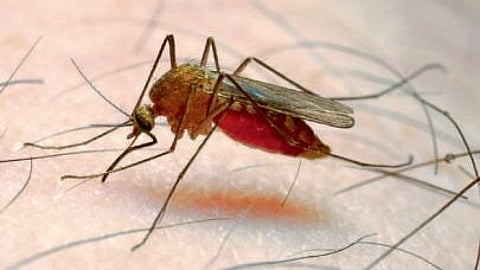 health news India on to malaria eradication Malaria No More report