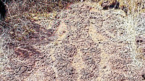 ‘लज्जागौरी