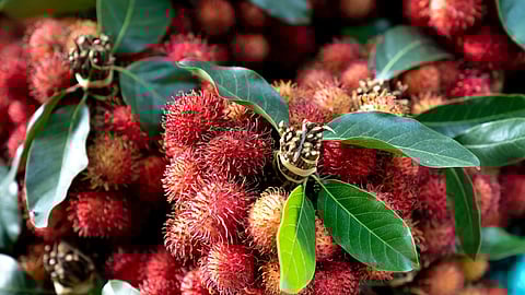 राम्बुतान