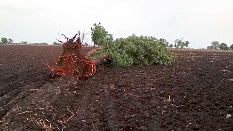 Storm Hits trees