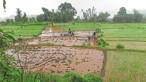 Pawankhind Agriculture