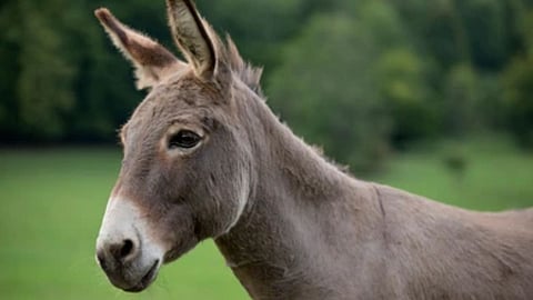 donkey