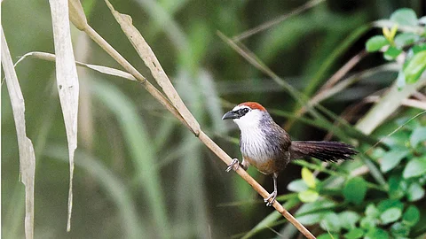 Satbhai Bird