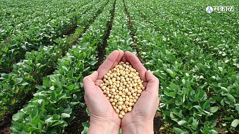 Akola farmer Soybean sowing