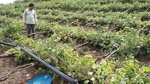 weather update rain in mayni satara district damage of various crops farmer Demand for government assistance