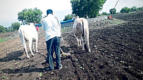 Beed Shirur kasar taluka 50% sowing