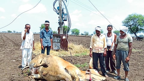 Bull Dies in electricity Shock