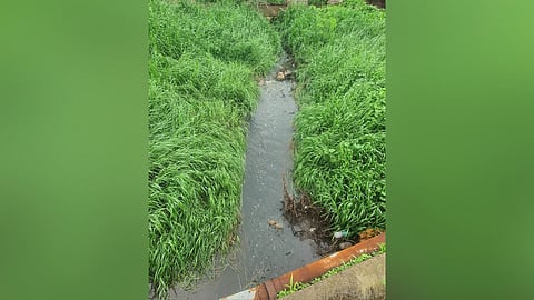 Chemically polluted sewage started flowing into nala