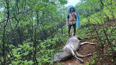 14 animals died due to heavy rain in Panshet valley pune