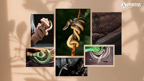 World Snake Day: हा दिवस का साजरा केला जातो ?