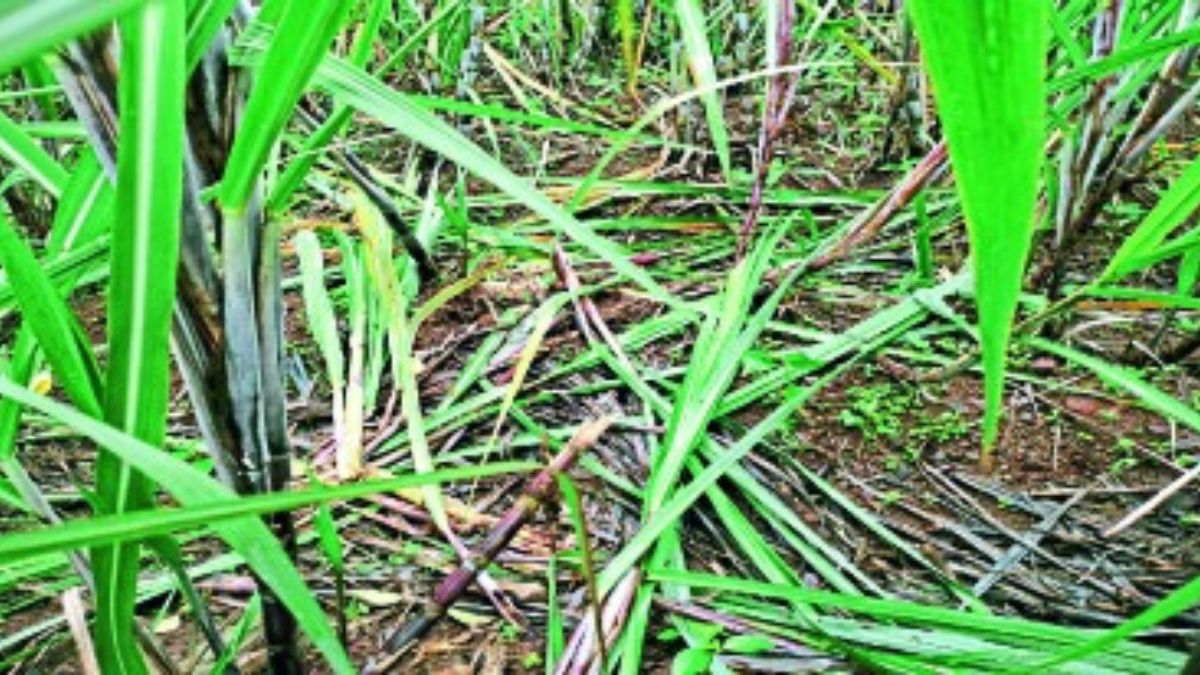 70 acres of rice plants damaged by wild boars vk11