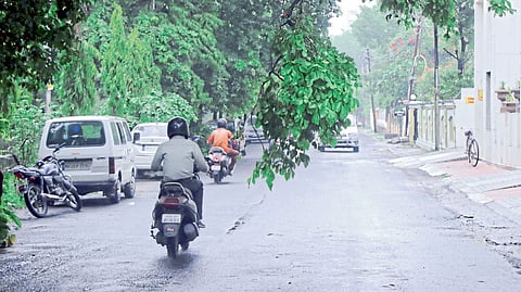 Nagpur trees bent due to continuous rain