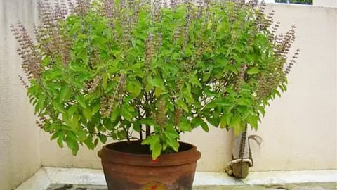 श्रावण महिन्यात घरात तुळशीचे रोप लावणे खूप शुभ असते. यामुळे घरात अपार सुख आणि समृद्धी येते. तर दुसरीकडे वास्तुशास्त्रानुसार तुळशीच्या रोपासोबत काही विशेष झाडे लावल्यास घरात धनाचा ओघ वेगाने वाढतो.