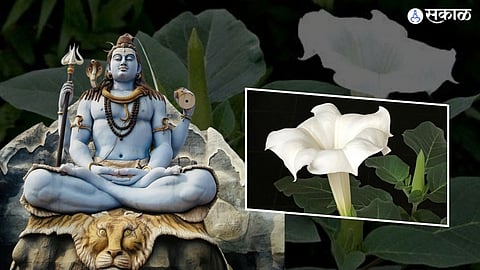 Datura plant