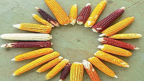 Maize