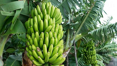 2000 bunches of bananas were cut and thrown away by unknown jalgaon