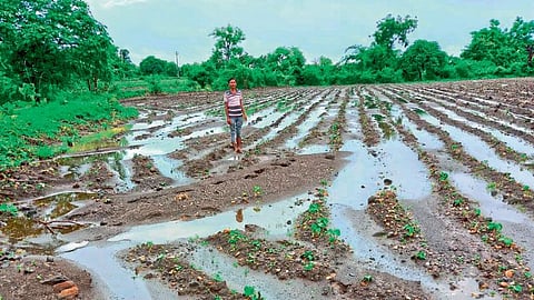 Nagpur heavy Rain farmers agriculture loss