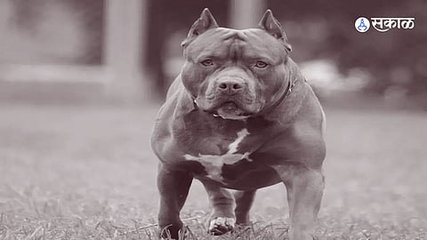 Pitbull