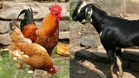 paschim maharashtra celebrated as a non veg party