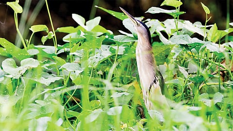 Nalsarovar Tapas Bird