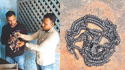 Python babies saved by farmers and snake friends.