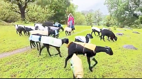 dhule latest marathi news