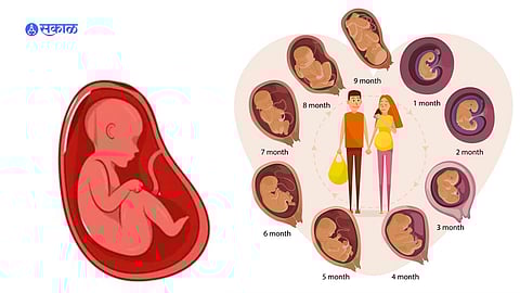 5-stages-of-baby-development