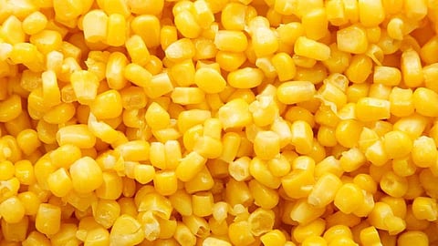 Yellow American sweet corn
