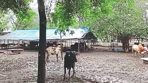 dairy farm latest marathi news