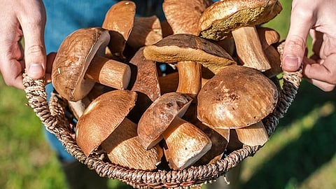 mushroom growing in farm