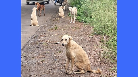 Pisolikar stricken by Bad roads and stray dogs