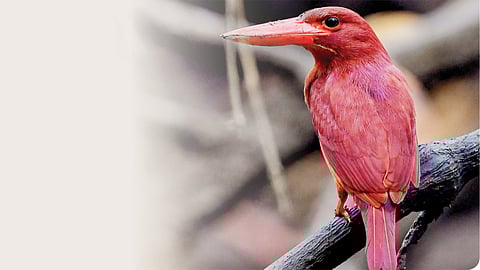 Ruddy Kingfisher Bird