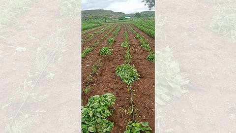 cotton crop demolished latest crime news