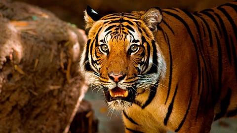 Tiger Monitoring Register experiment on 44 tigers tracking tigers Pench