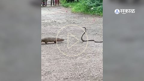 Akola snake mongoose fight viral video