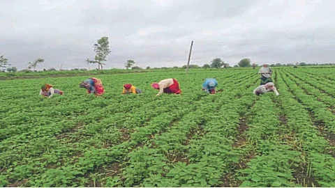 Cotton sowing Decreased in Barshitakali taluka Akola