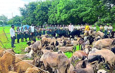 Students learning about the sheep farming business.