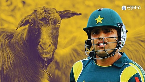 Pakistan Cricketer Kamran Akmal Goat Stolen Before Bakari Eid