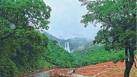 Blooming rainy season tourism in Koyna satara