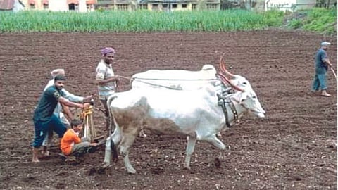 90 percentage sowing in Chafal division satara