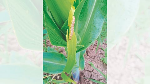 Armyworm seen on maize crop in Shiwarat, Khuntewadi.